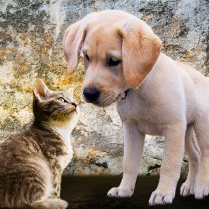Beroepsopleiding Honden en Katten<br>Start 17 mei 2025<br><br>