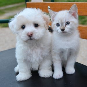 Beroepsopleiding Honden en Katten<br>Start 22 feb 2025<br><br>